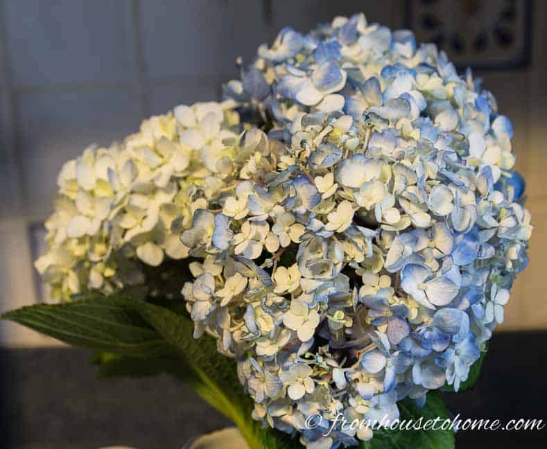 Blue and white hydrangeas are the table inspiration | Hydrangea-inspired Blue and White Tablescape | If you're looking for Easter dinner or spring table ideas, this blue and white table setting has a hydrangea centerpiece that is perfect for the occasion. The blue and white place setting is really pretty, too.