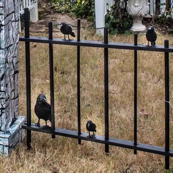 Fake crows sitting on a Halloween cemetery fence