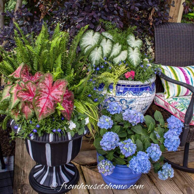 July 4th Containers: Patriotic Red, White and Blue Flower Pot Combinations
