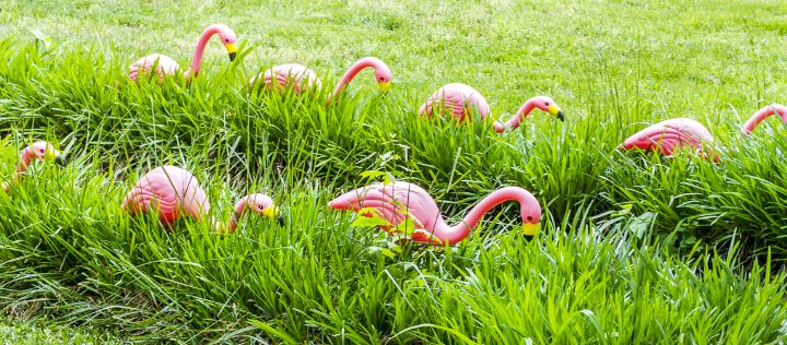 Pink flamingos in the yard ©Noel - stock.adobe.com