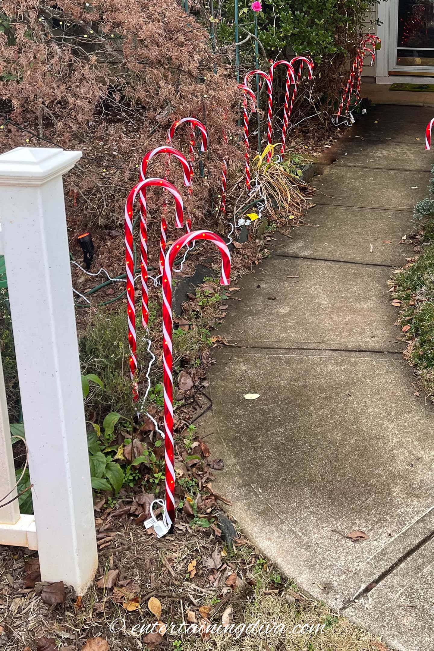 candy cane path lights along the front sidewalk