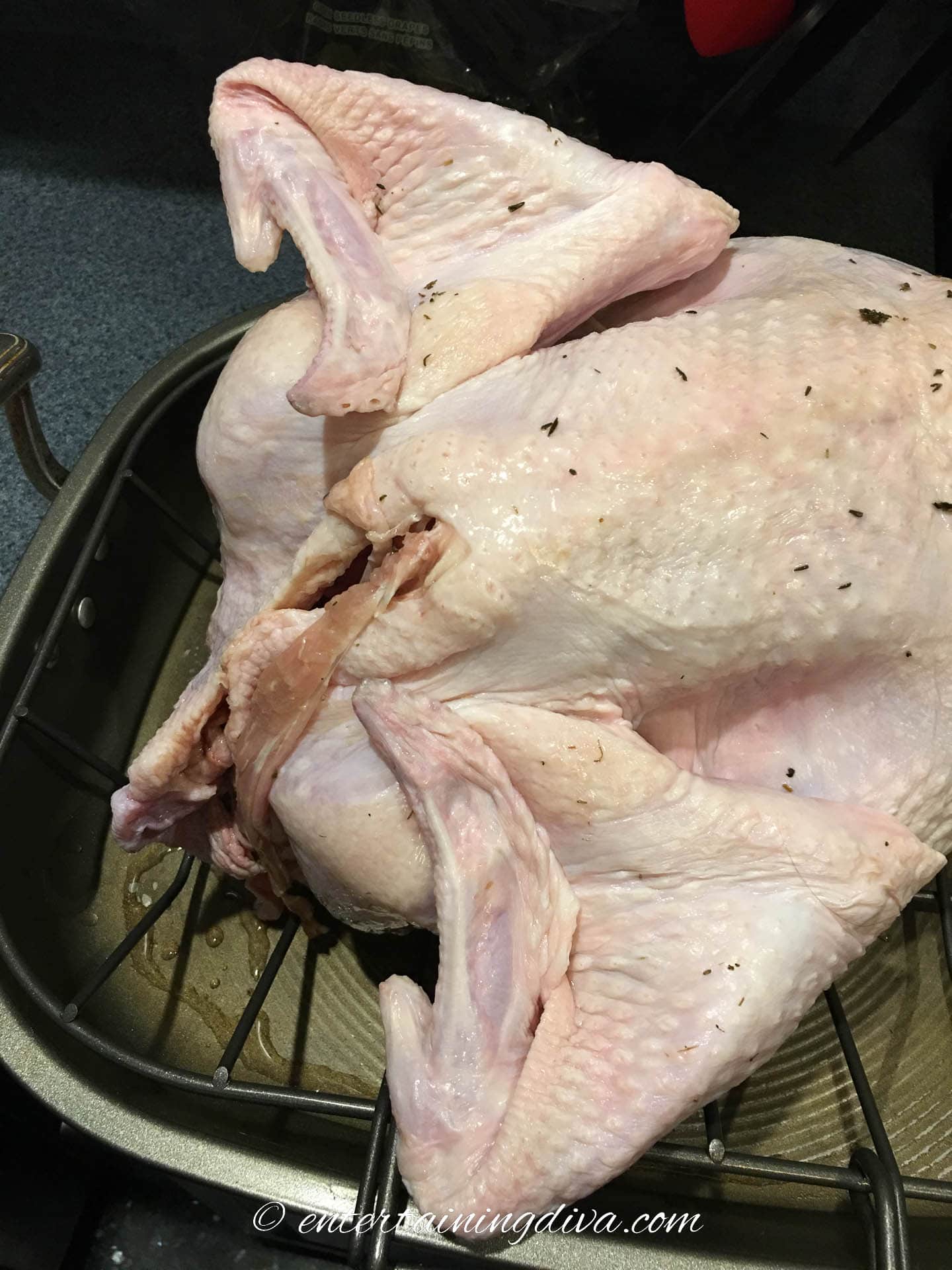 Turkey with the wing tips folded back