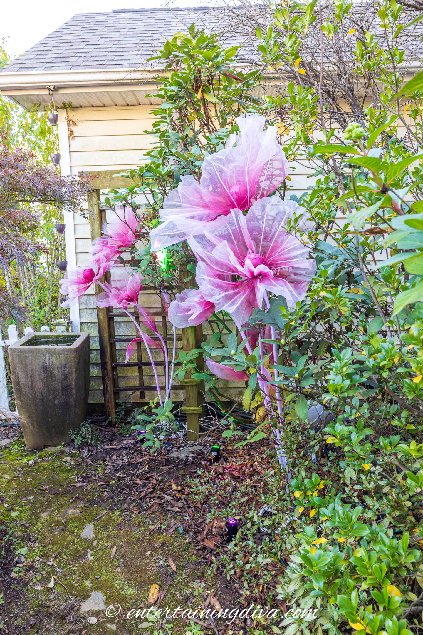 Large, pink, tulle flowers are displayed in a garden near green bushes and a house. A rain barrel and wooden fence are visible in the background.